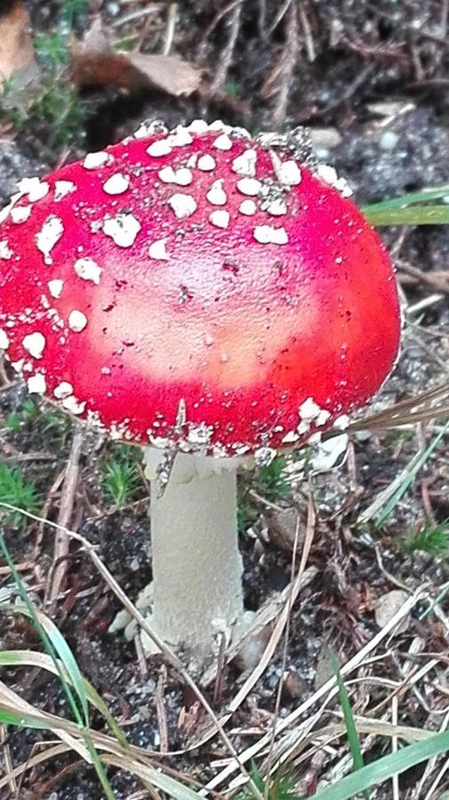 Villa De Kleine Kriemelkuil Ermelo Esterno foto